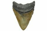 Serrated, Fossil Megalodon Tooth - North Carolina #348299-1
